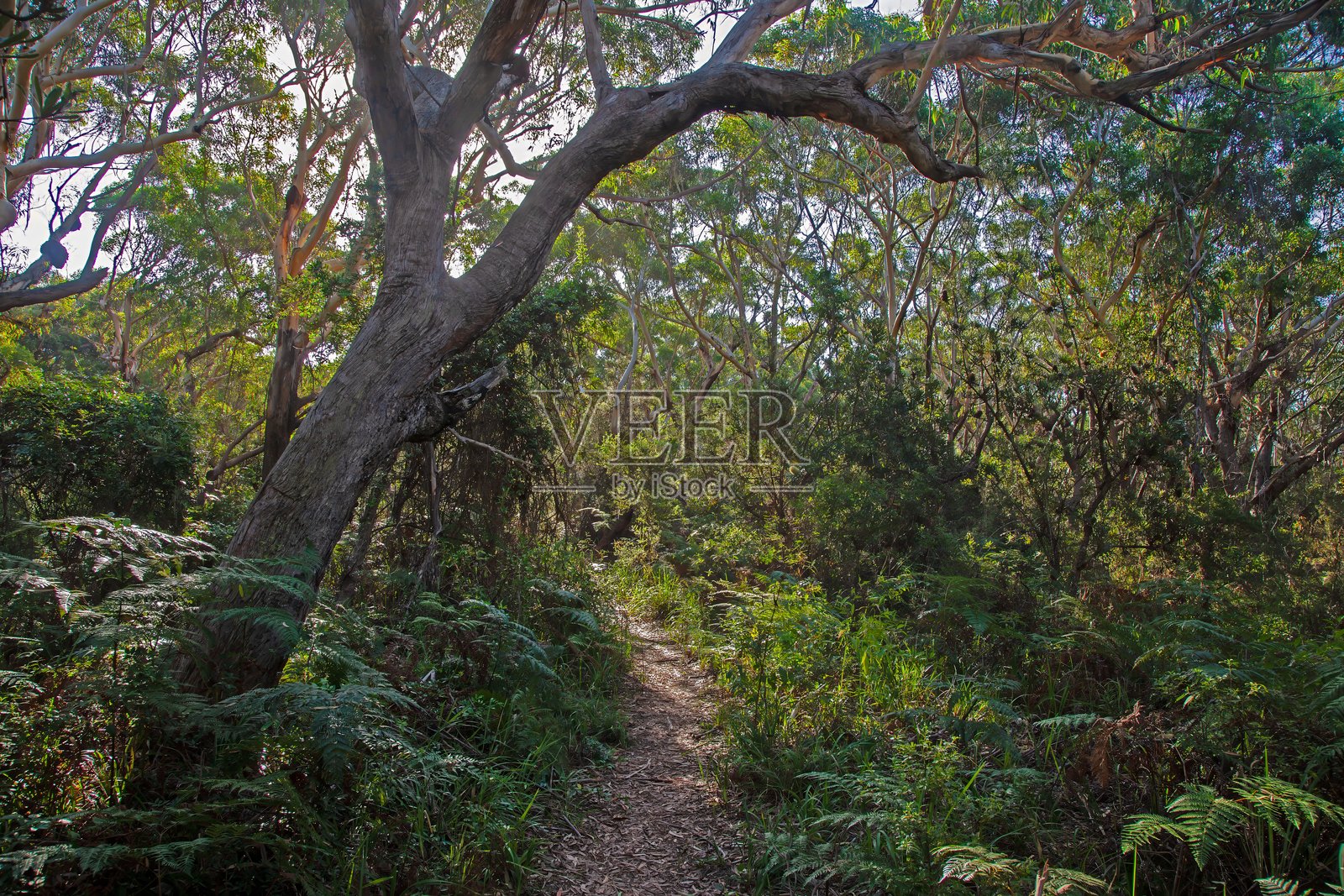 大奥特威国家公园内巨大的树木,拥有空中根系和郁郁葱葱的树冠照片摄影图片