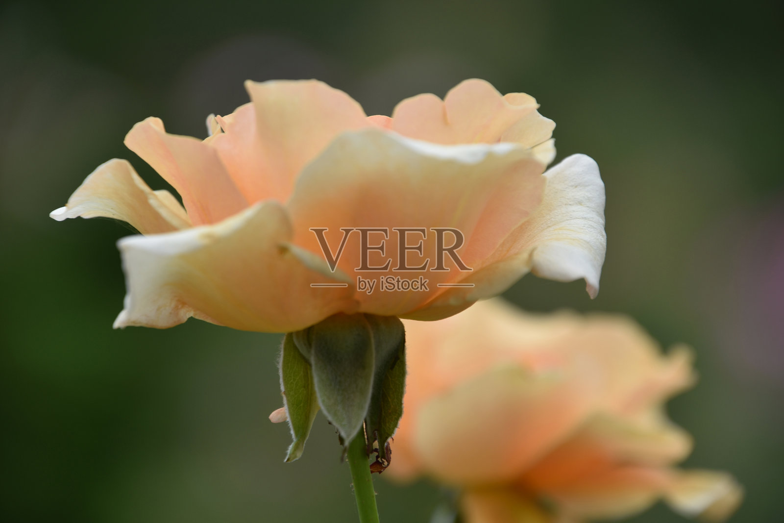 美丽的浅桃色玫瑰花盛开照片摄影图片