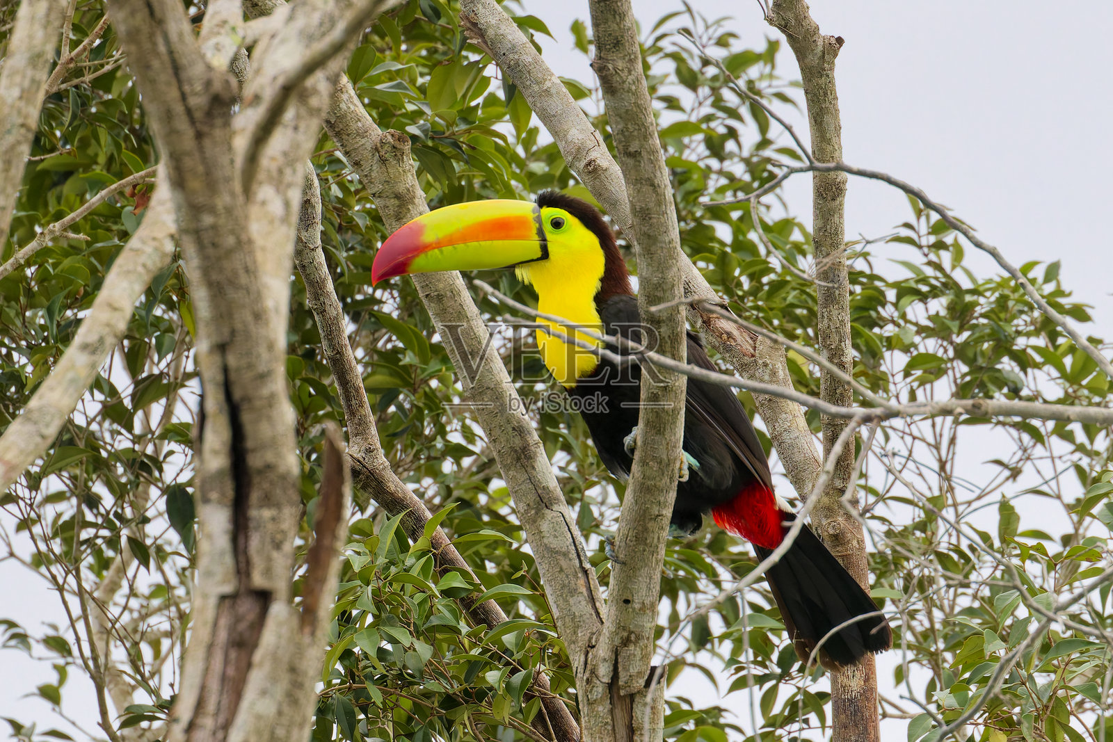 在里维埃拉玛雅的杀死账单巨嘴鸟(墨西哥鸟类)照片摄影图片