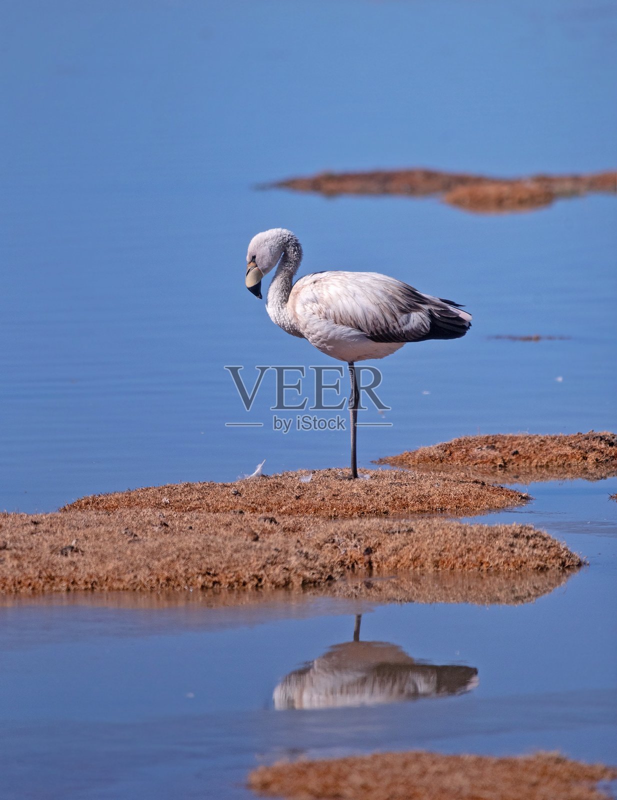 南美洲的鸟类照片摄影图片