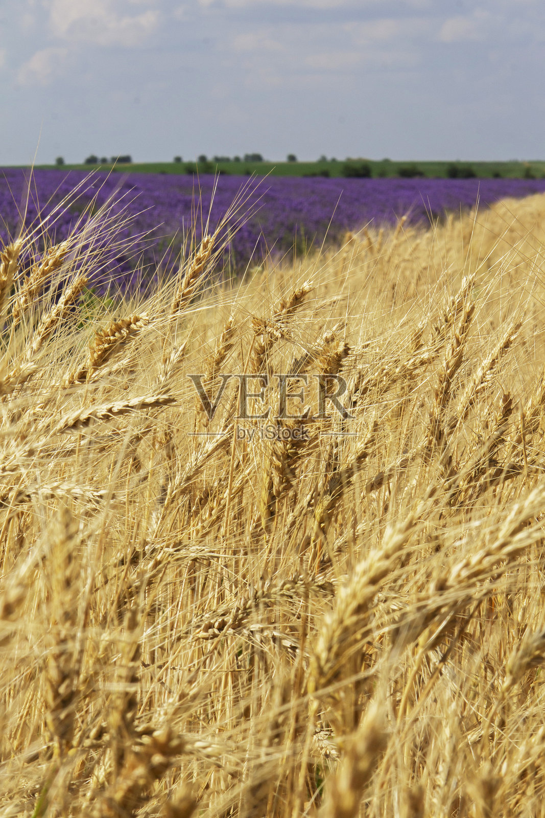美丽的风景,金黄的黑麦田与蔚蓝的夏日天空。照片摄影图片