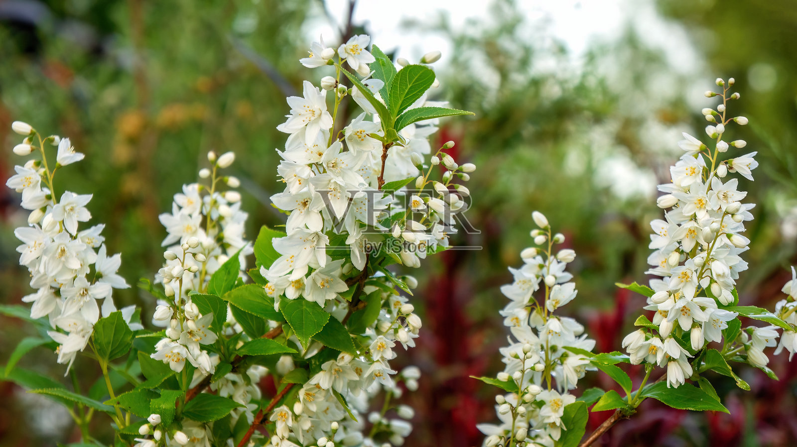 细枝杜鹃,亦称日本雪白花,是一种属于绣球花科(Hydrangeaceae)的植物,原产于日本,常用于园艺和景观设计。照片摄影图片