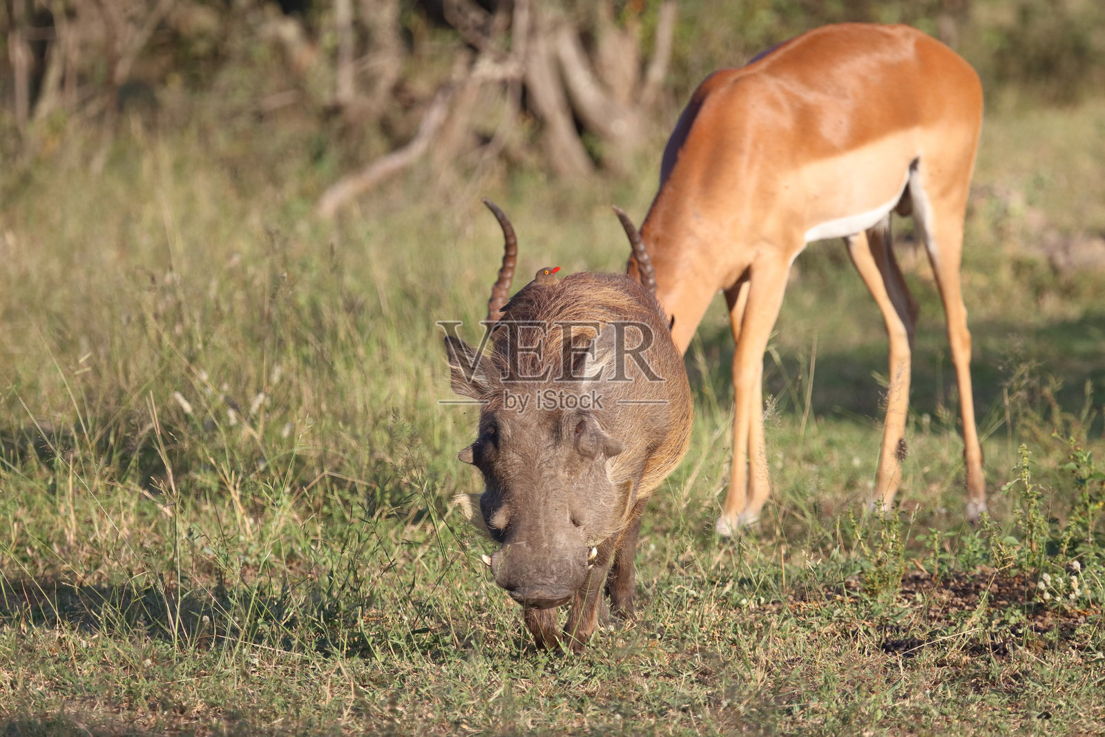黑斑羚与疣猪 / 黑斑羚与疣猪 / Aepyceros melampus 和 Phacochoerus africanus照片摄影图片