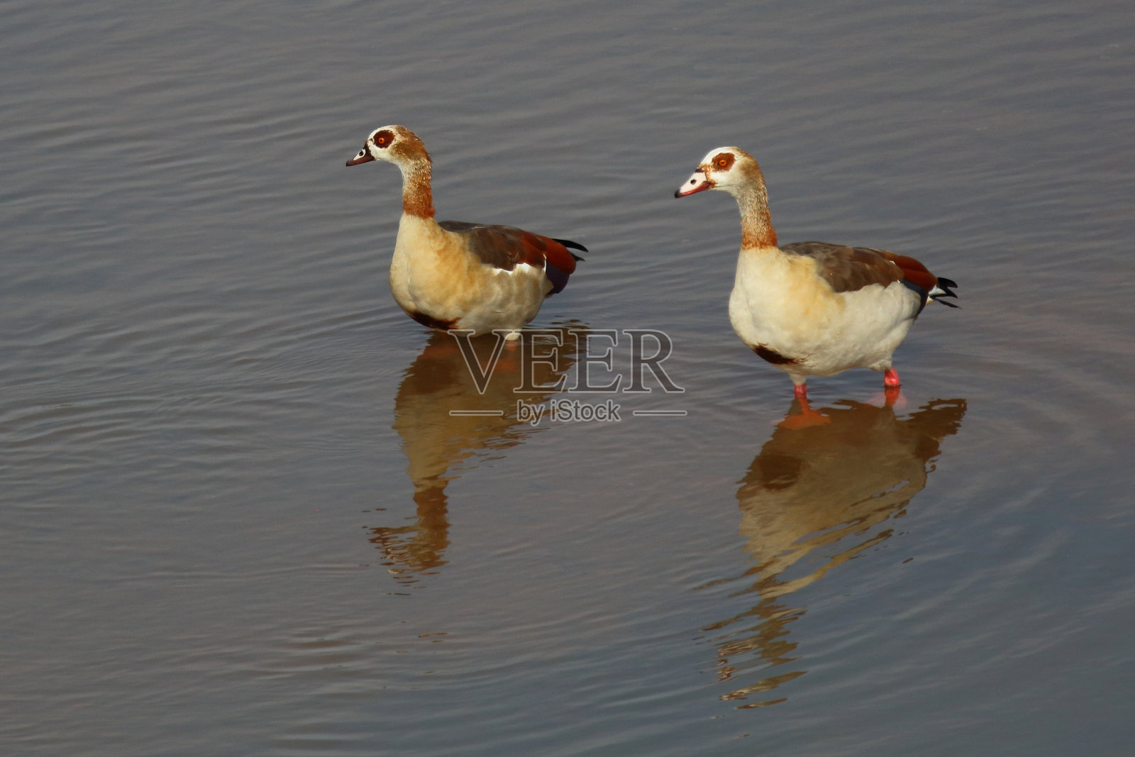 尼尔冈 / 埃及鹅 / 阿洛波琴·埃及亚库斯照片摄影图片