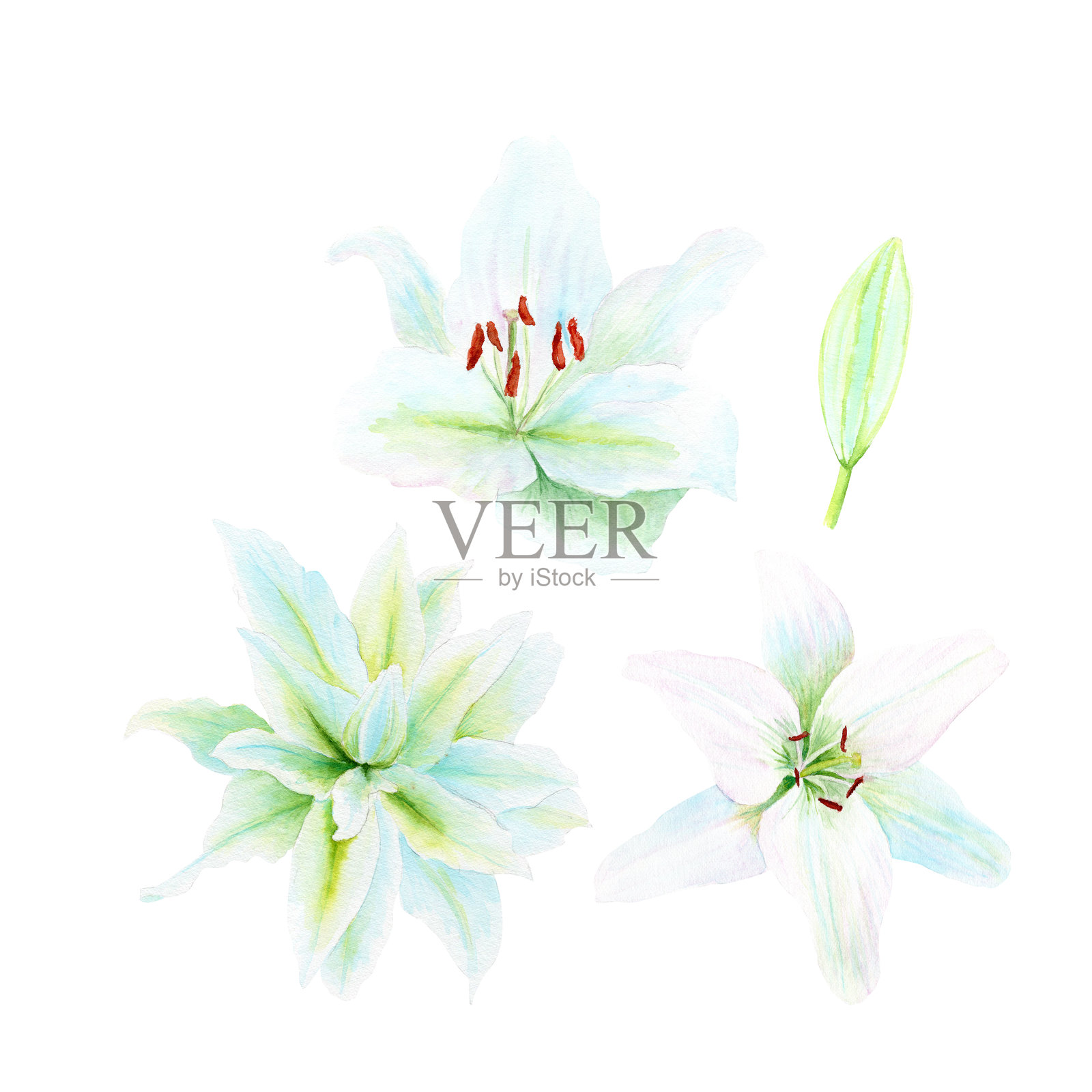 白色百合花水彩插图集,独立于白色背景。高质量剪贴画,完美适用于贺卡、海报、贴纸、复活节、逾越节、圣周四、洗礼、婚礼教堂装饰。插画图片素材