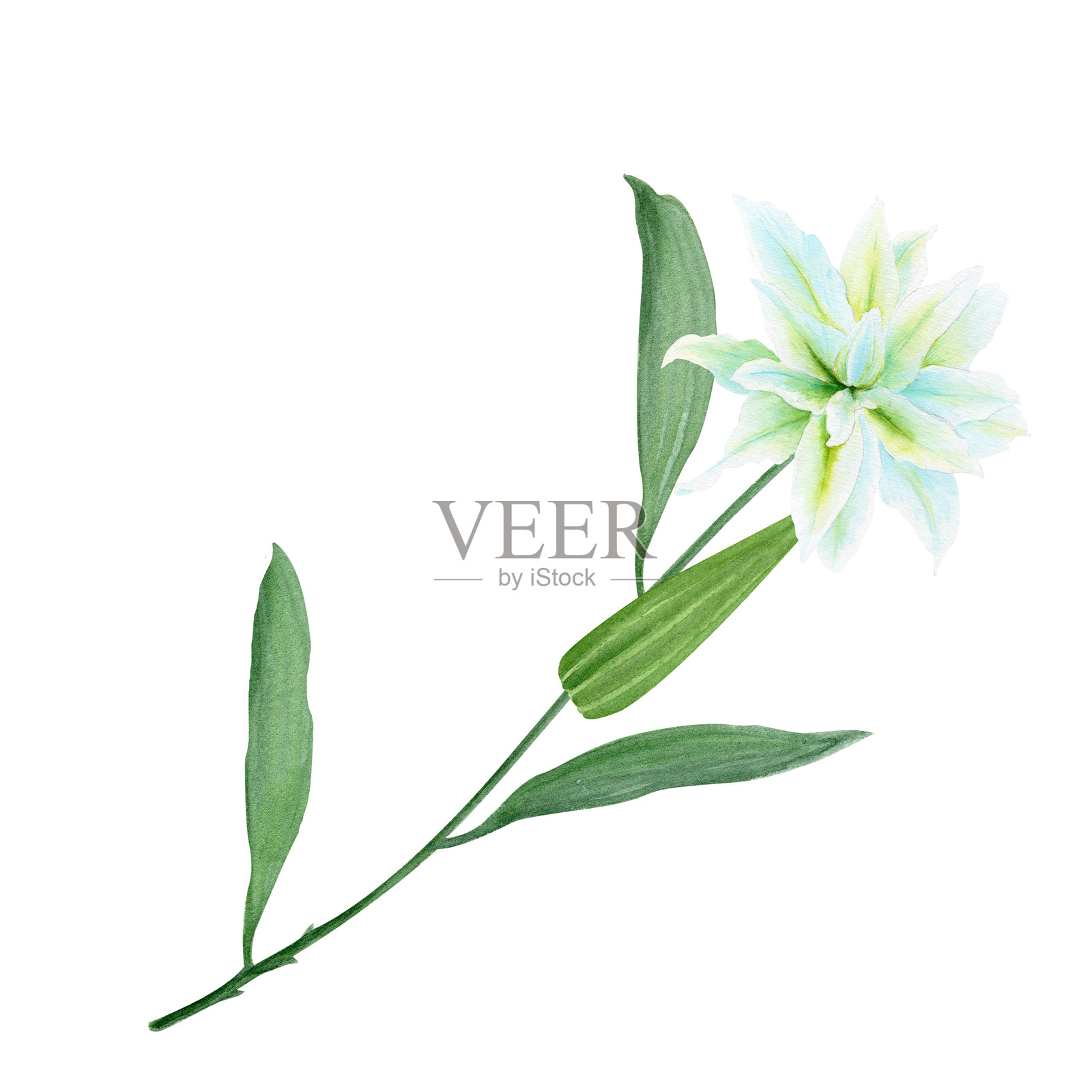 白色百合花与茎的水彩插图,独立于白色背景。高质量剪贴画,适合用于贺卡、海报、贴纸、复活节、逾越节、圣周四、洗礼和婚礼装饰。插画图片素材