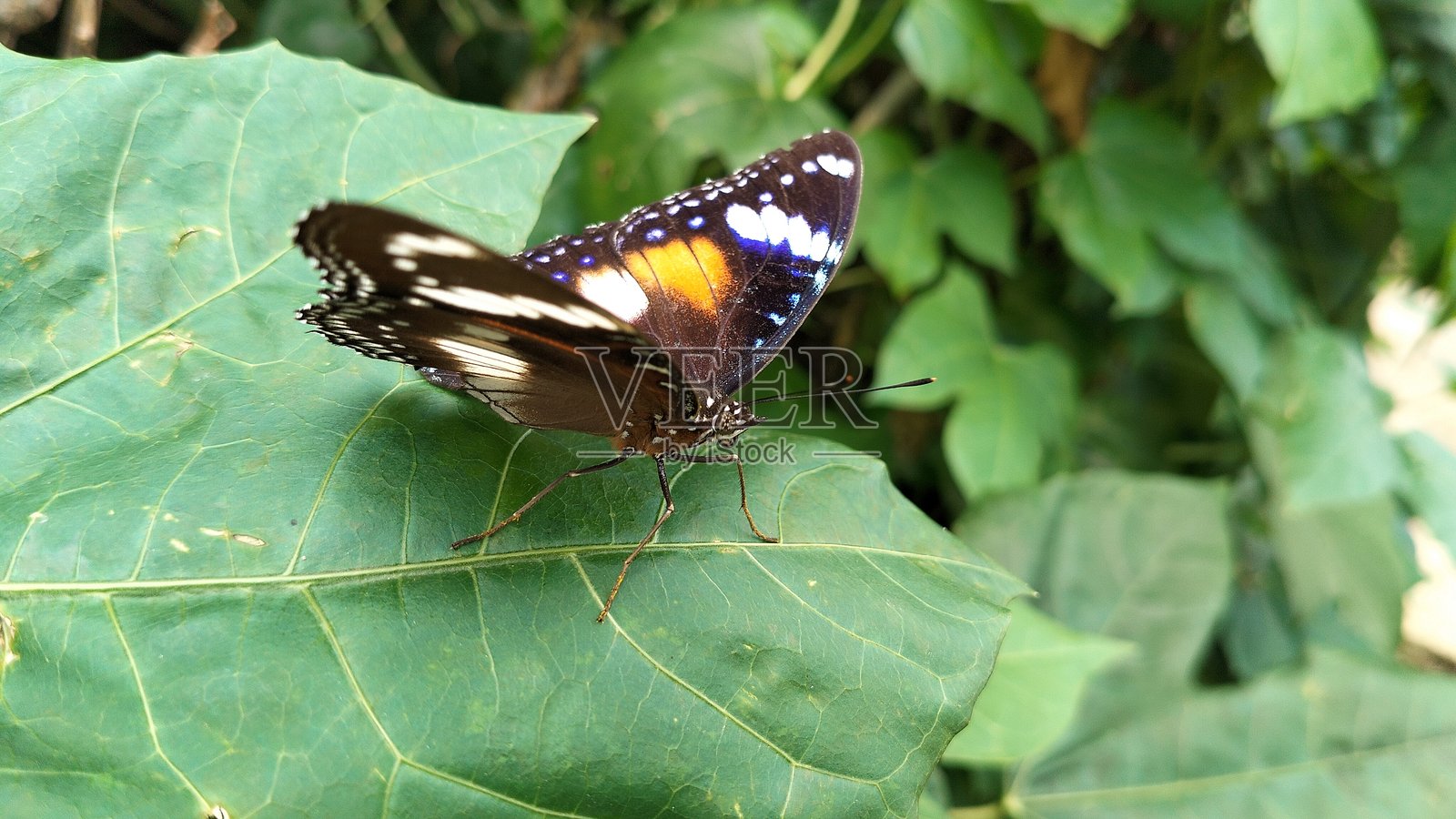 在叶子上的希波利姆纳斯·米西普斯蝴蝶种类照片摄影图片