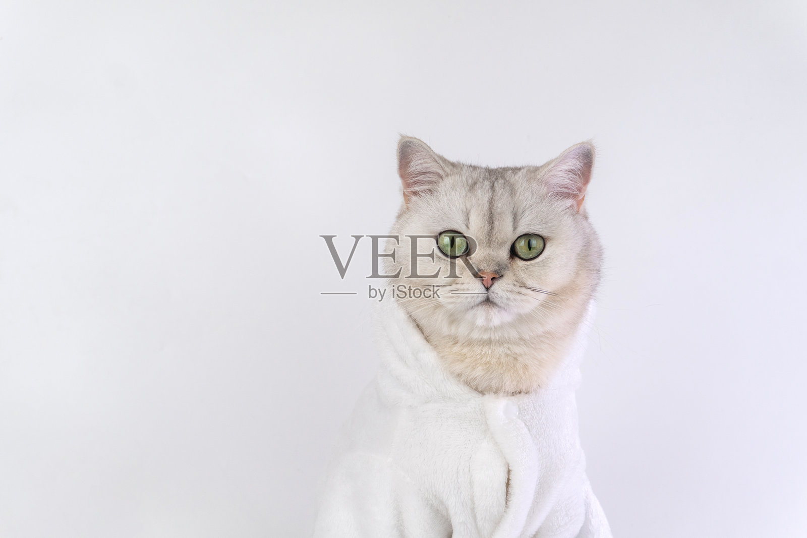 可爱的英国短毛猫穿着舒适的白色浴袍,背景为白色。照片摄影图片