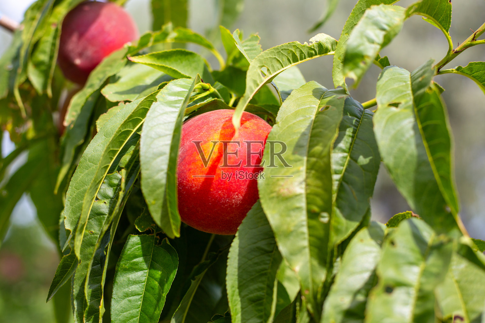 树枝上成熟的红桃果实。花园里丰收的水果。照片摄影图片