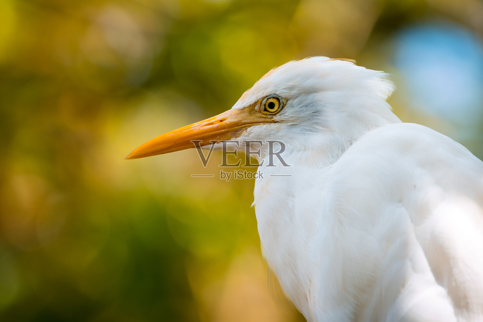 可爱的牛背鹭鸟在马来西亚森林的阴影中休息的特写肖像照片摄影图片