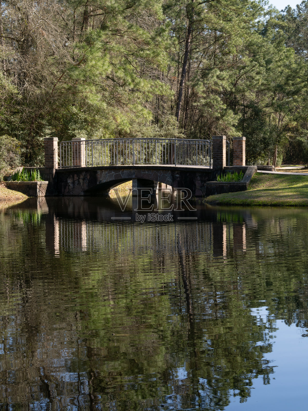 狭窄湖面上的人行天桥,倒映着松树的影子照片摄影图片