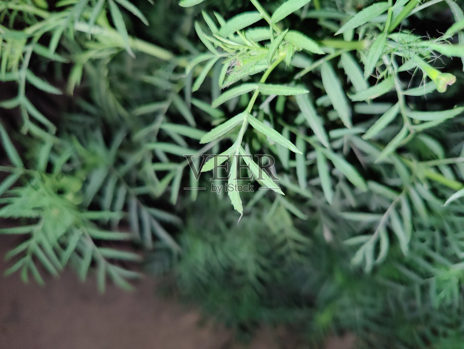金盏花植物特写,绿叶与黄色花朵。照片摄影图片