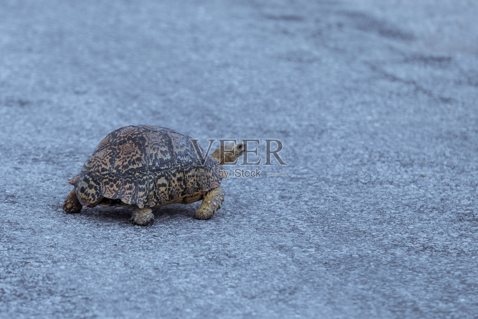 南非阳光明媚的下午,一只乌龟正在穿越碎石路。照片摄影图片