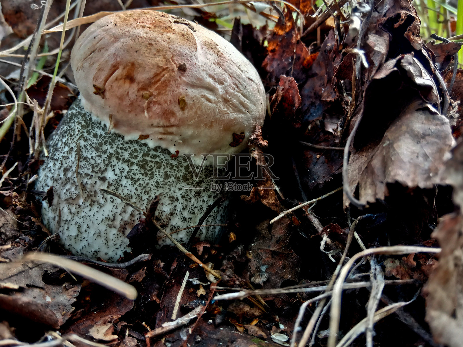 红帽子牛肝菌是一种可食用的蘑菇,生长在野生森林中。照片摄影图片