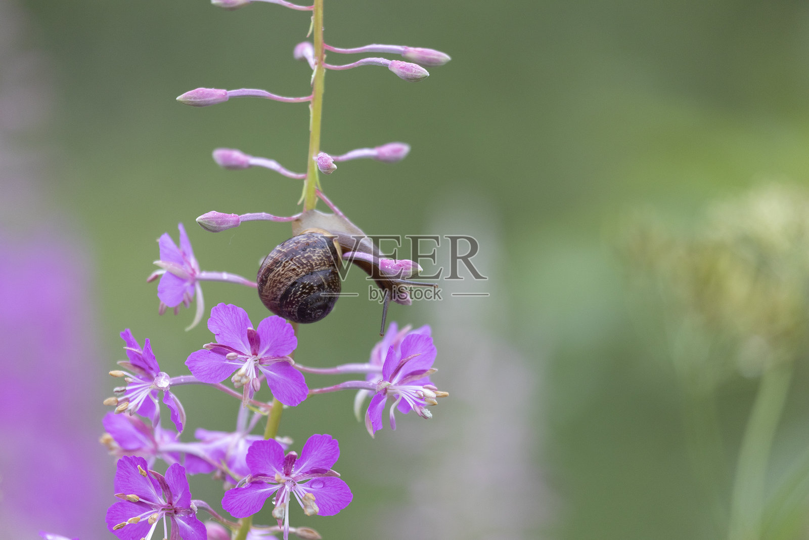 雨后特写的蜗牛与火绒草花照片摄影图片