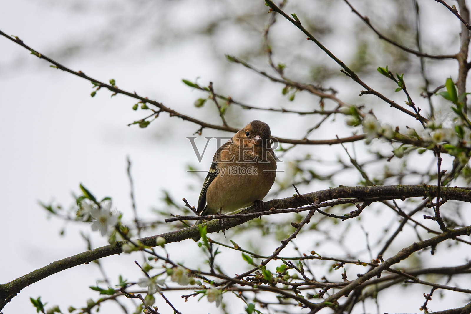 雀鳃雀照片摄影图片