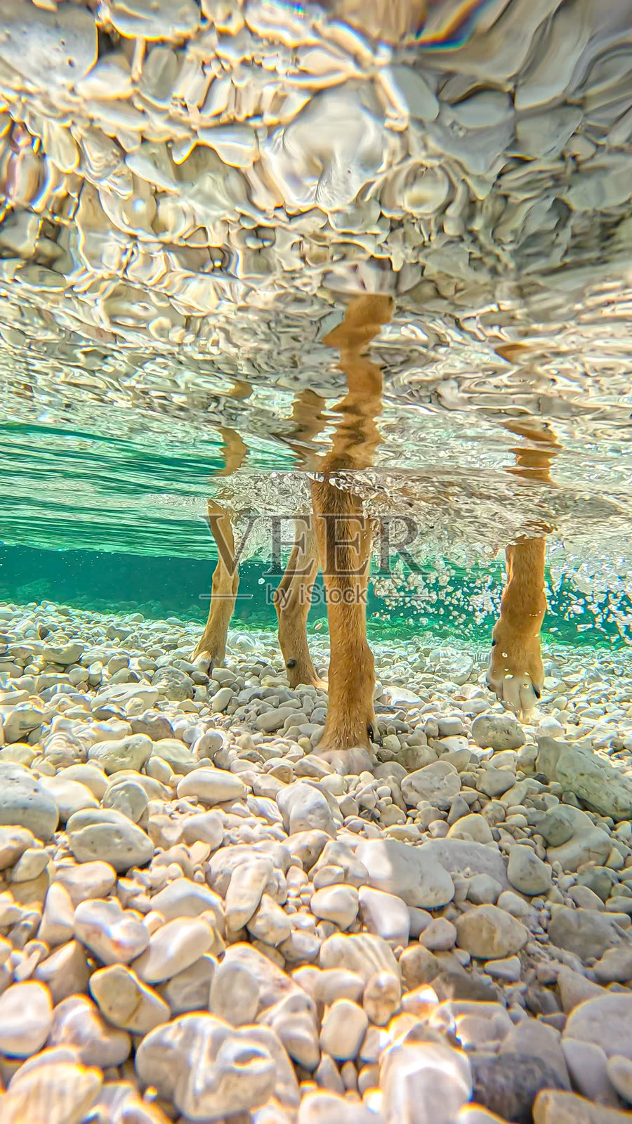 水下特写:棕色狗爪在清澈的河水中与白色卵石相映成趣照片摄影图片