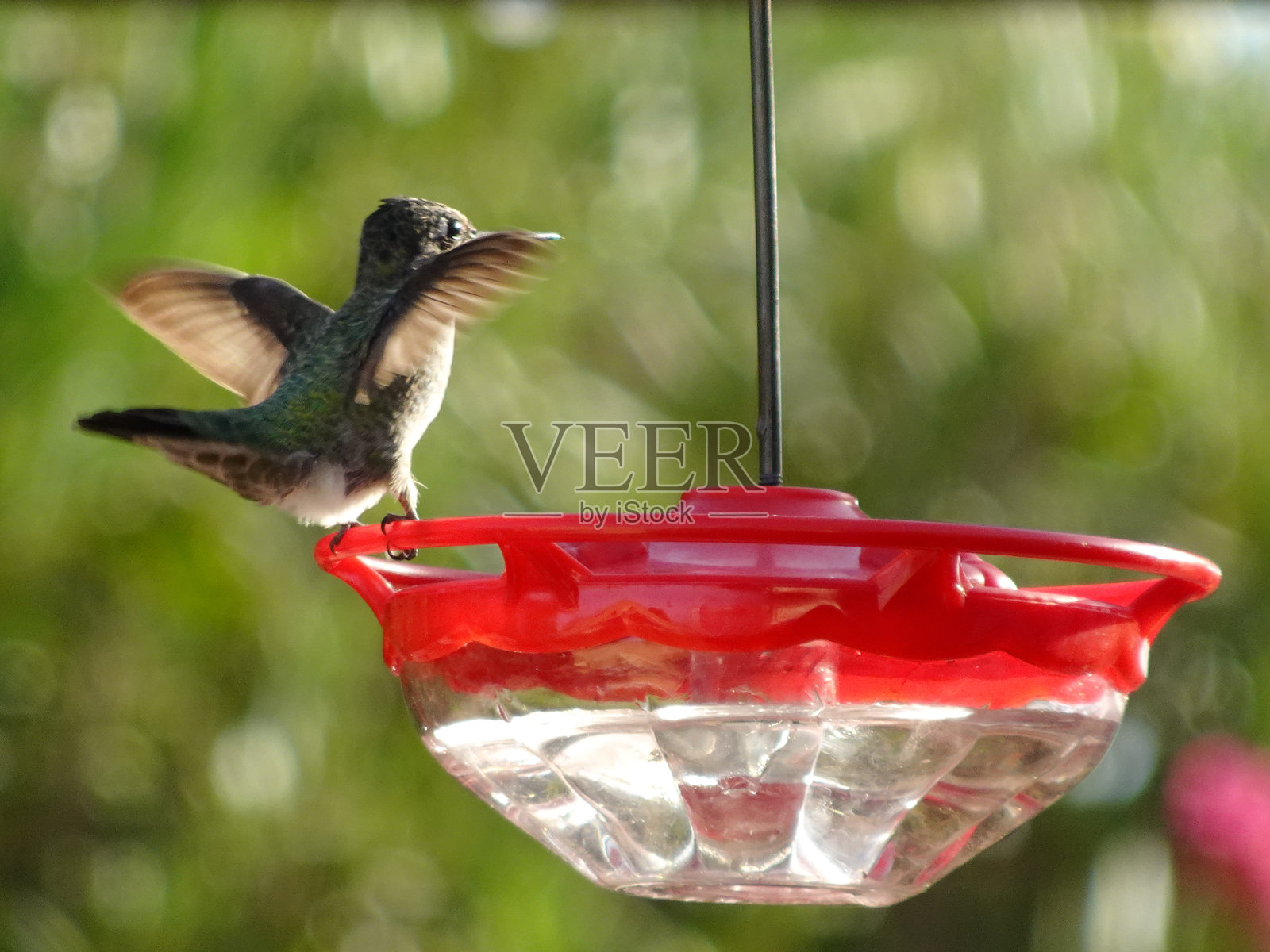 蜂鸟照片摄影图片