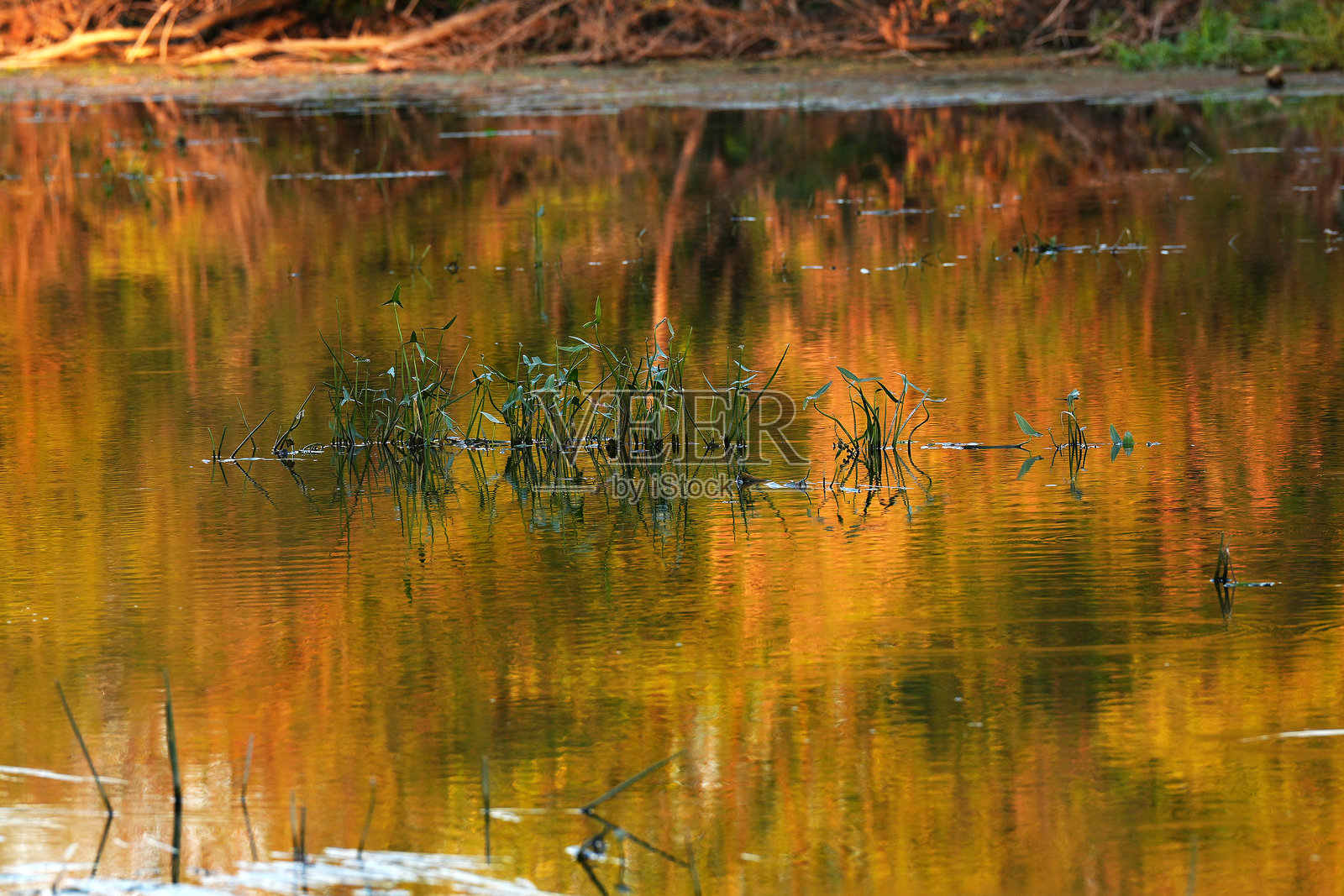 水生植物与秋天的镜面倒影背景照片摄影图片