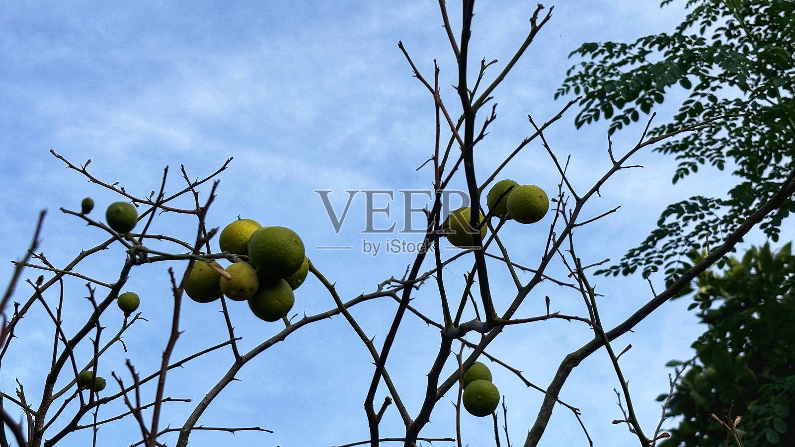 仍挂在树枝上的青柠果照片摄影图片