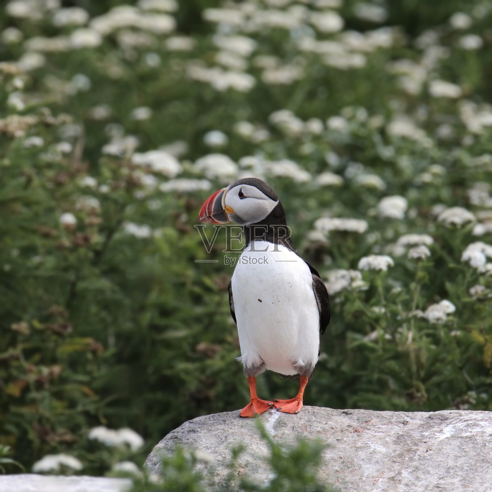 大西洋海雀(fratercula arctica)栖息在一块大石头上,周围是一片白色花朵。照片摄影图片