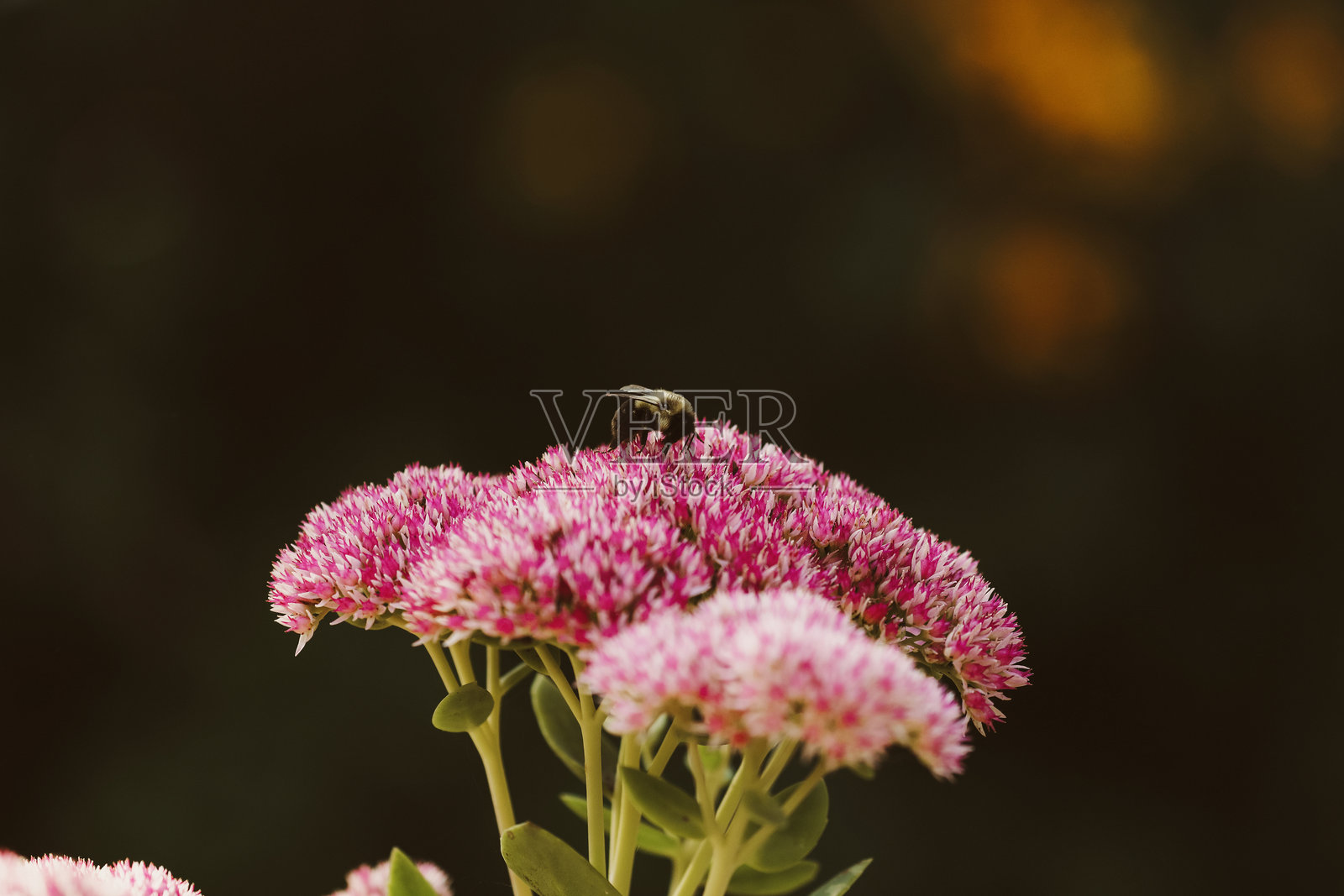 蜜蜂在景天科植物上照片摄影图片