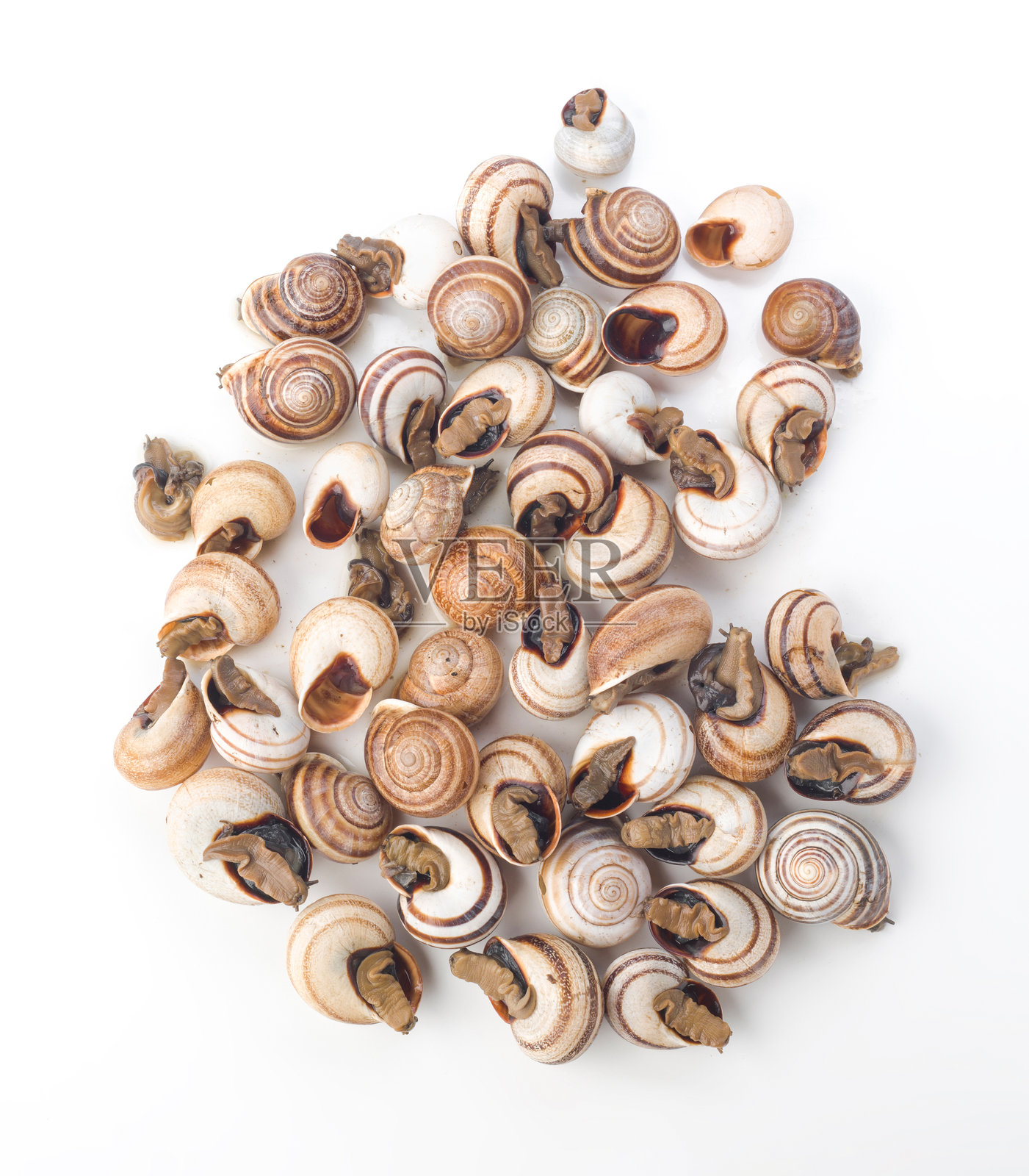 用于烹饪目的的可食用蜗牛展示在白色背景上照片摄影图片