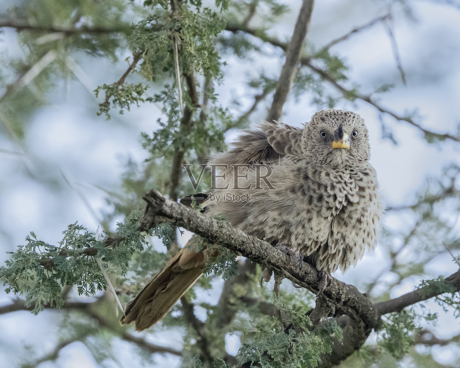 红尾织雀,Histurgops ruficauda,正看着镜头:坦桑尼亚,恩杜图照片摄影图片