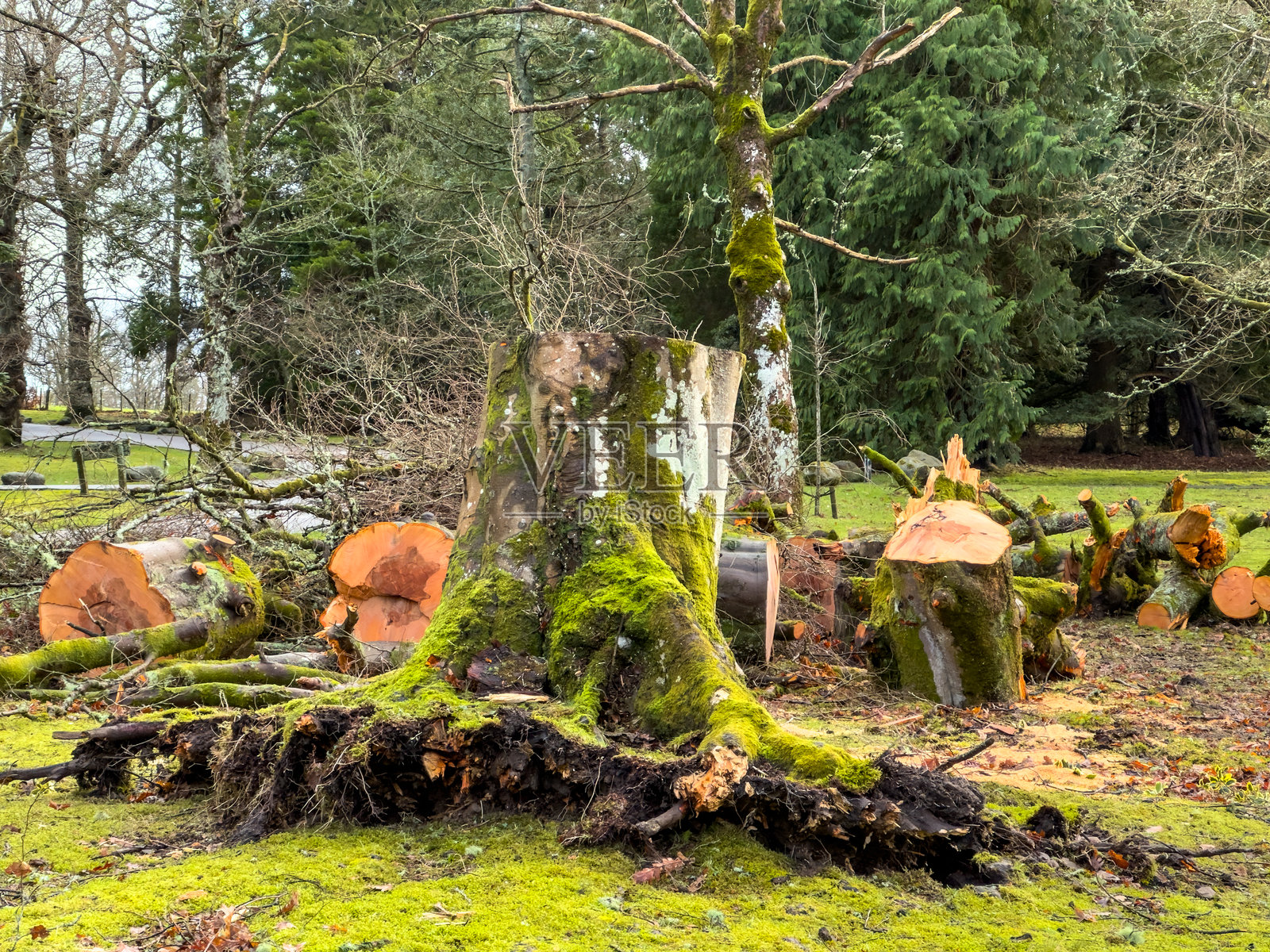 风暴过后,苏格兰的断树干和倒下的树木照片摄影图片