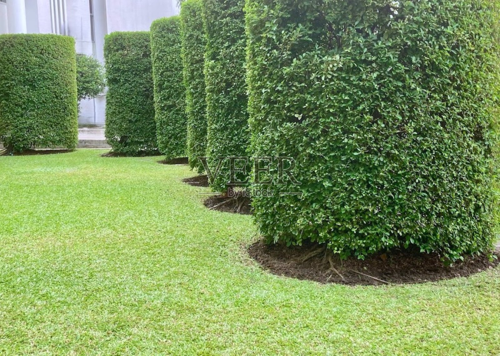 小花园里有修剪整齐的树木和绿色的草坪照片摄影图片