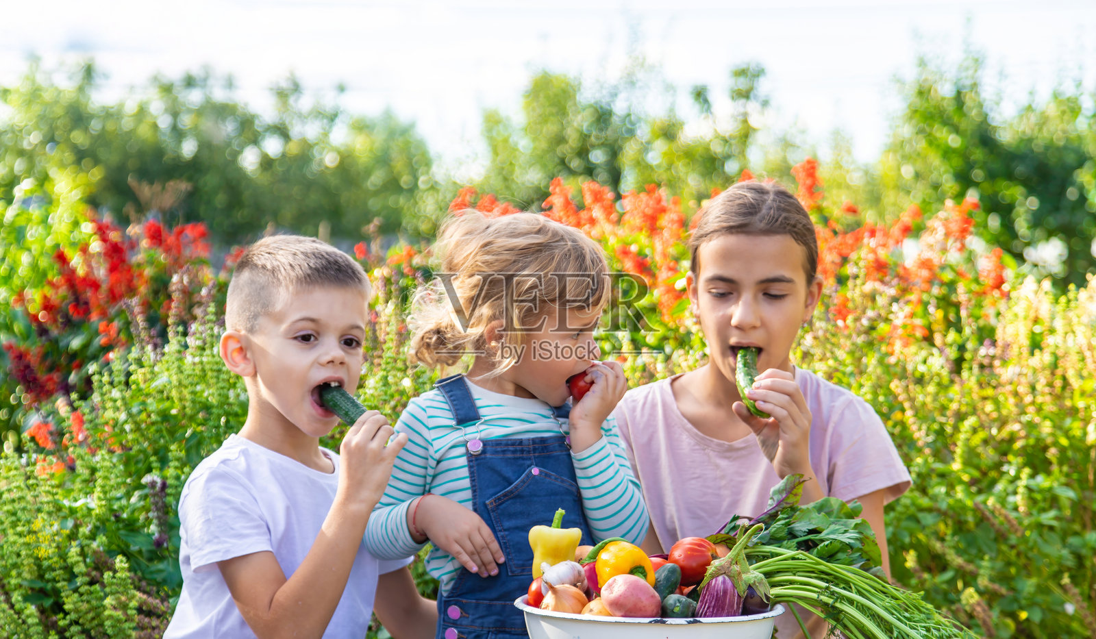 孩子们在花园里聚集收获蔬菜的家庭活动照片摄影图片