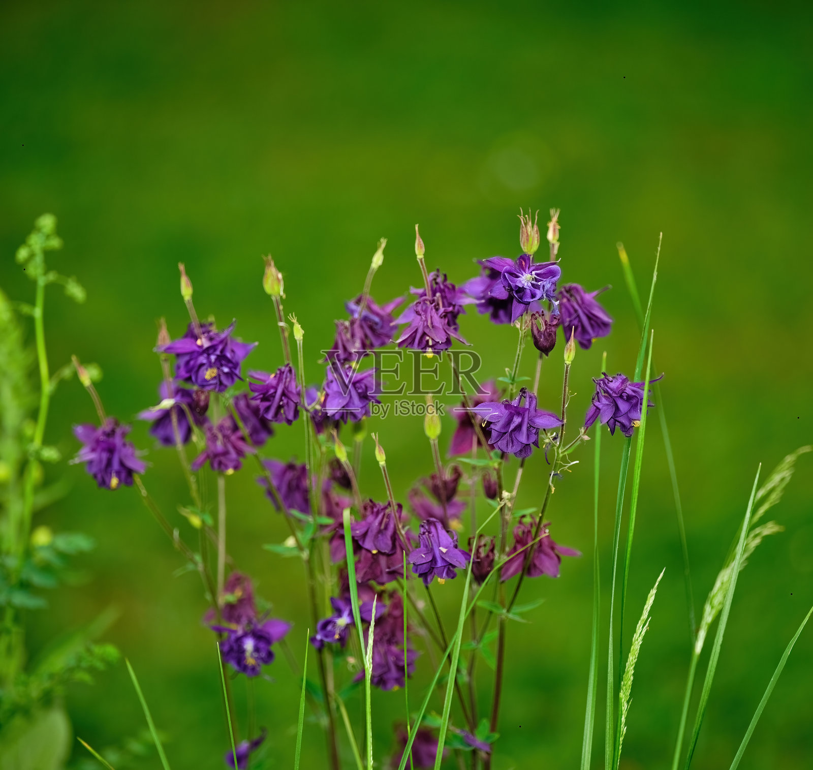 春季郁郁葱葱的花园里盛开的紫色花朵照片摄影图片