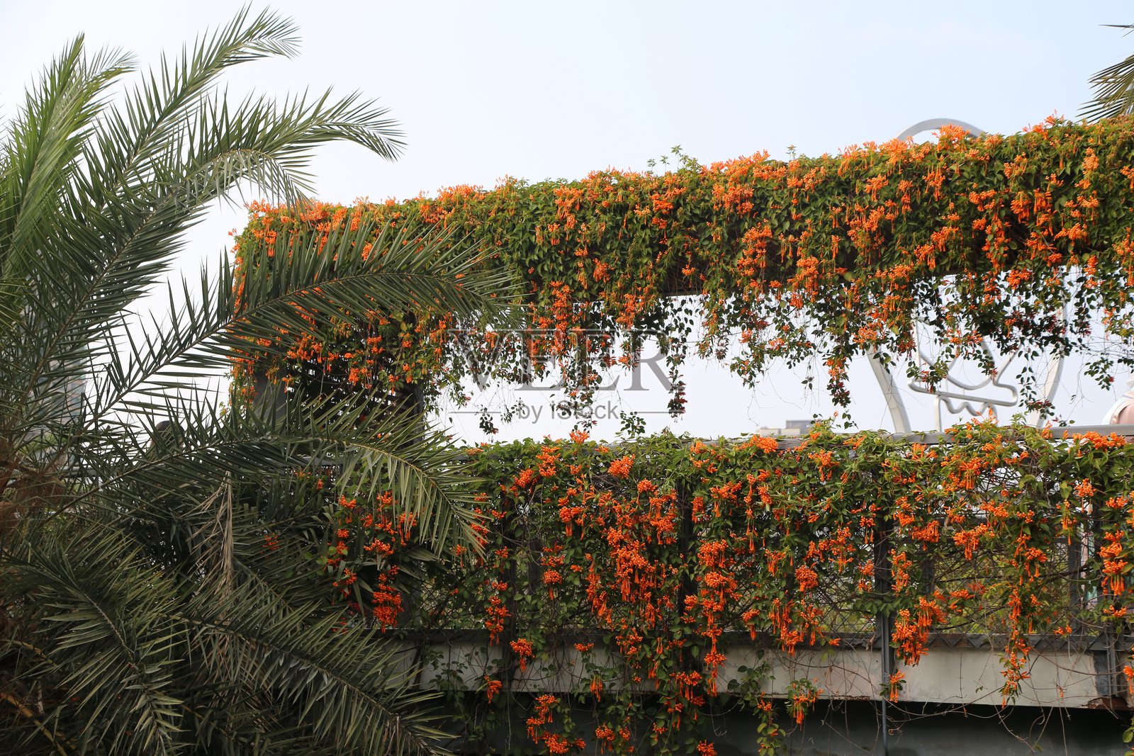 一株覆盖着橙色花朵的火焰藤,悬挂着小红花和黄花的藤蔓。照片摄影图片