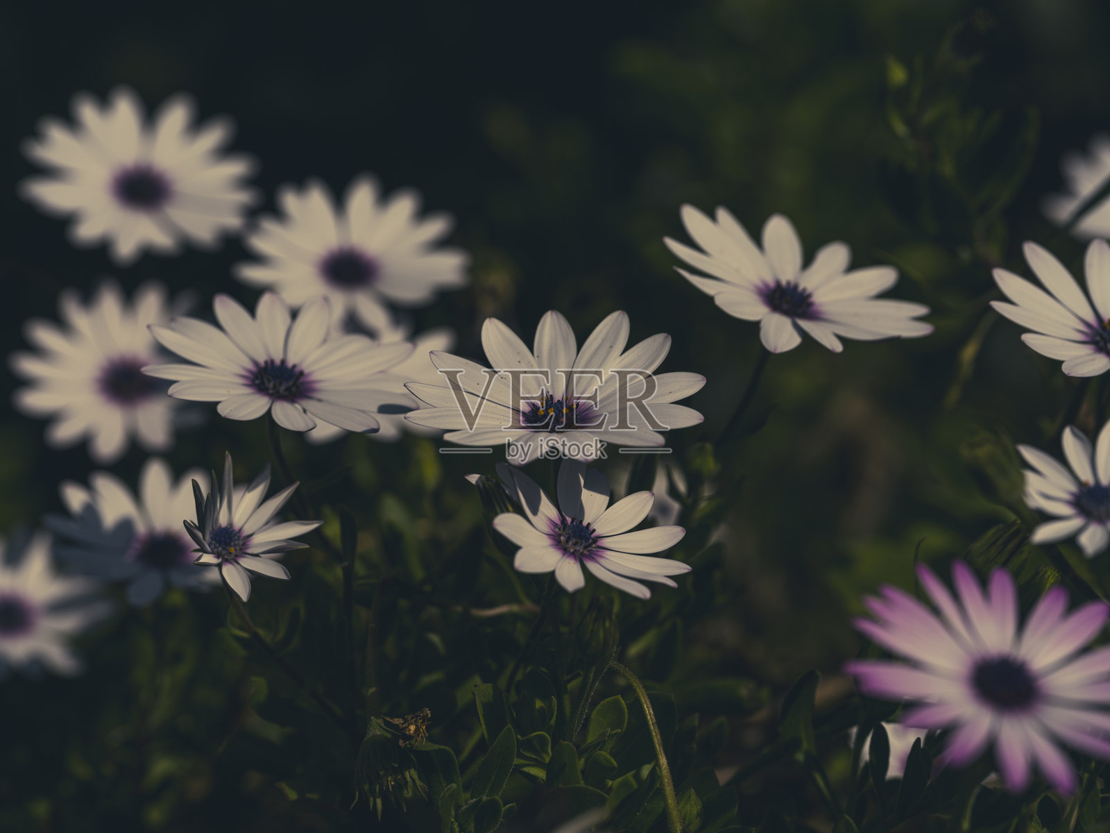 自然中的美丽花朵照片摄影图片