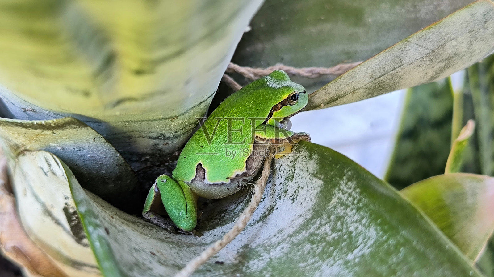 欧洲树蛙坐在凤梨植物的叶子之间特写照片摄影图片