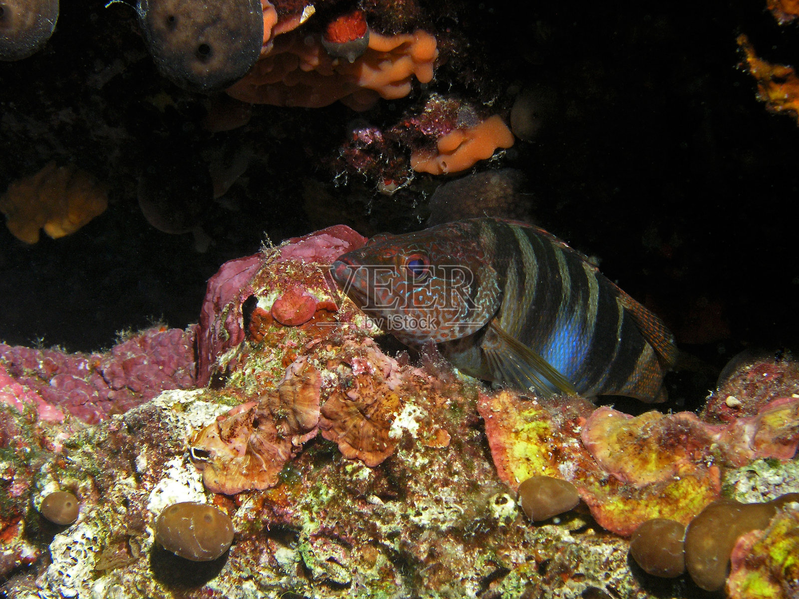 亚得里亚海的彩绘梭鱼,克罗地亚照片摄影图片