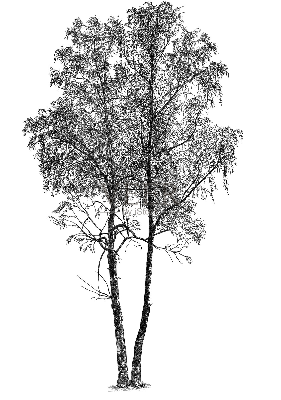 冬季的单株白桦树插画图片素材