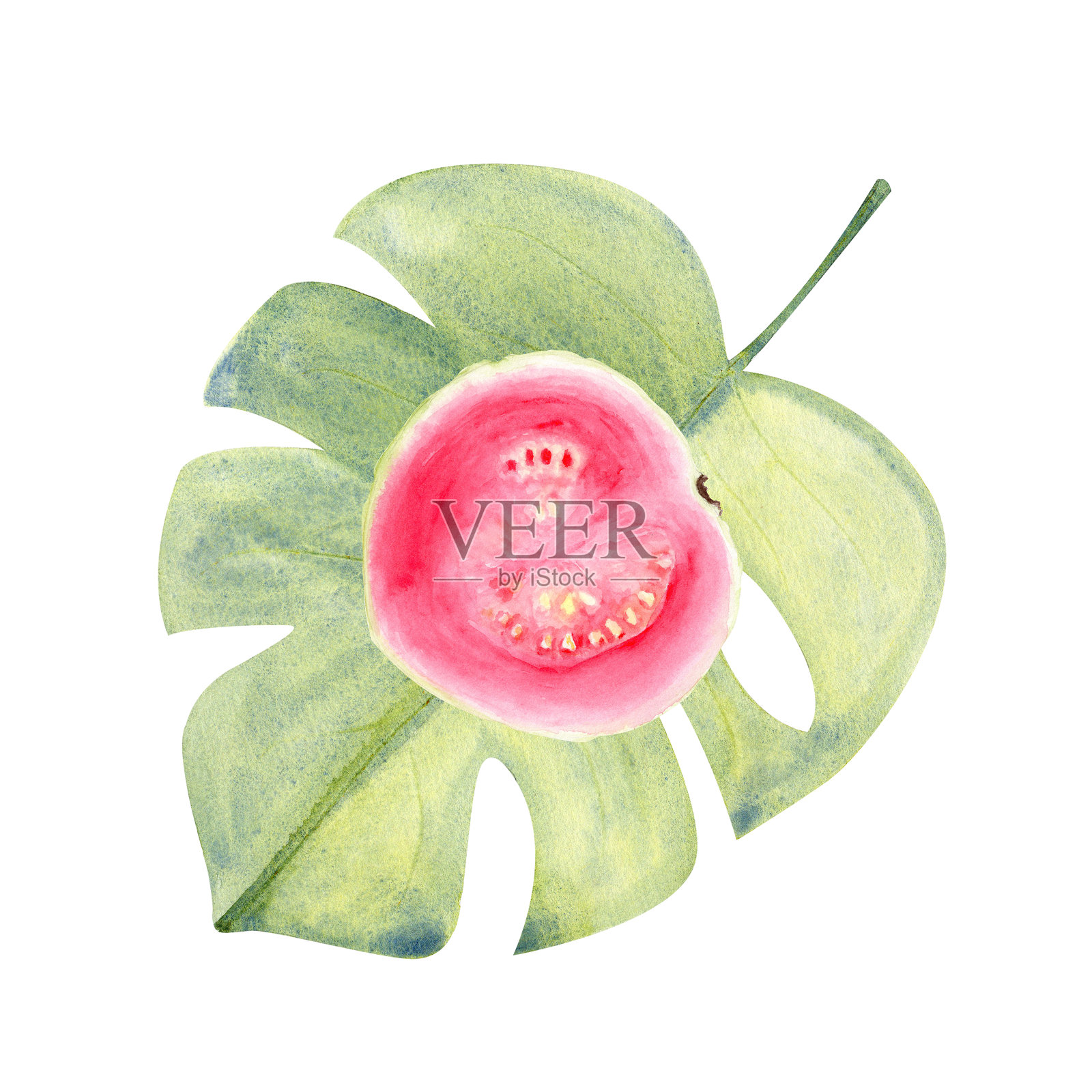 成熟的粉红番石榴切片,置于热带叶子上,水彩插图,背景为白色。这幅手绘的热带水果剪贴画非常适合用于烹饪设计、标签、印刷、卡片、包装和菜单。插画图片素材