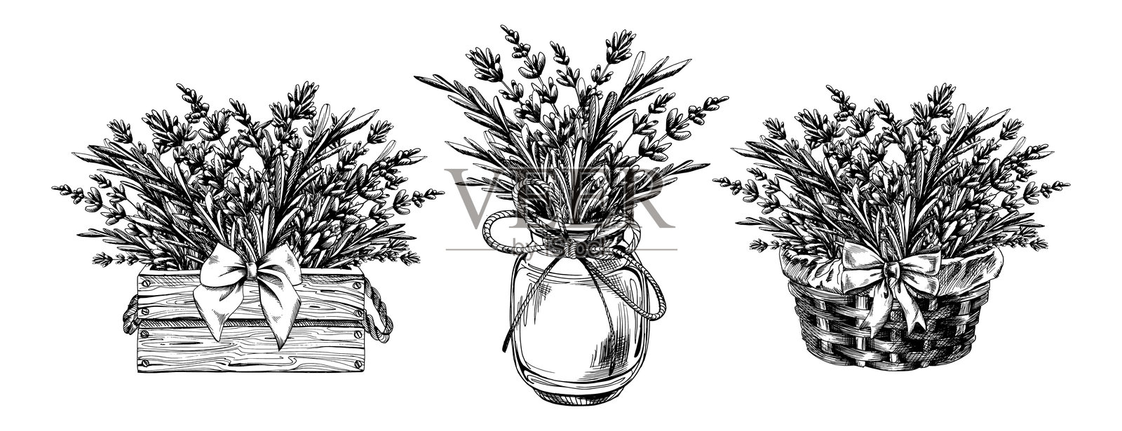 木箱中用丝带装饰的薰衣草花束和枝条,以及一个玻璃罐中的薰衣草。黑白单色的手绘线条艺术图形插图。元素集合。插画图片素材