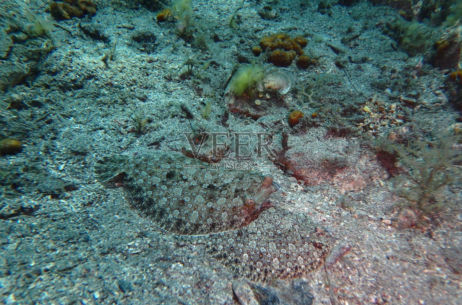 克罗地亚亚得里亚海的鱼类照片摄影图片