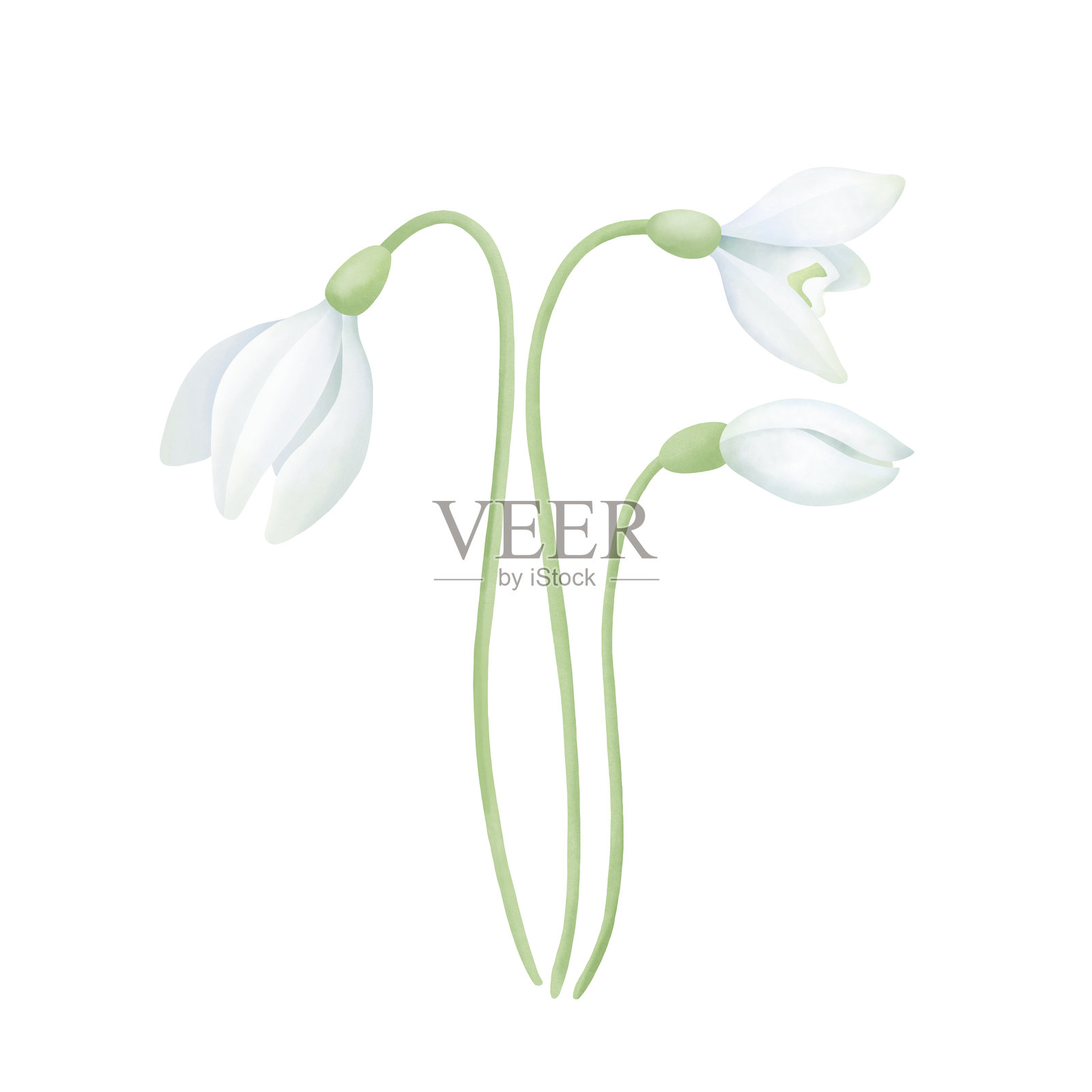 没有叶子的雪花莲。白色背景上的水彩手绘花卉画作。适用于邀请函、问候语、婚礼、明信片的设计元素。插画图片素材