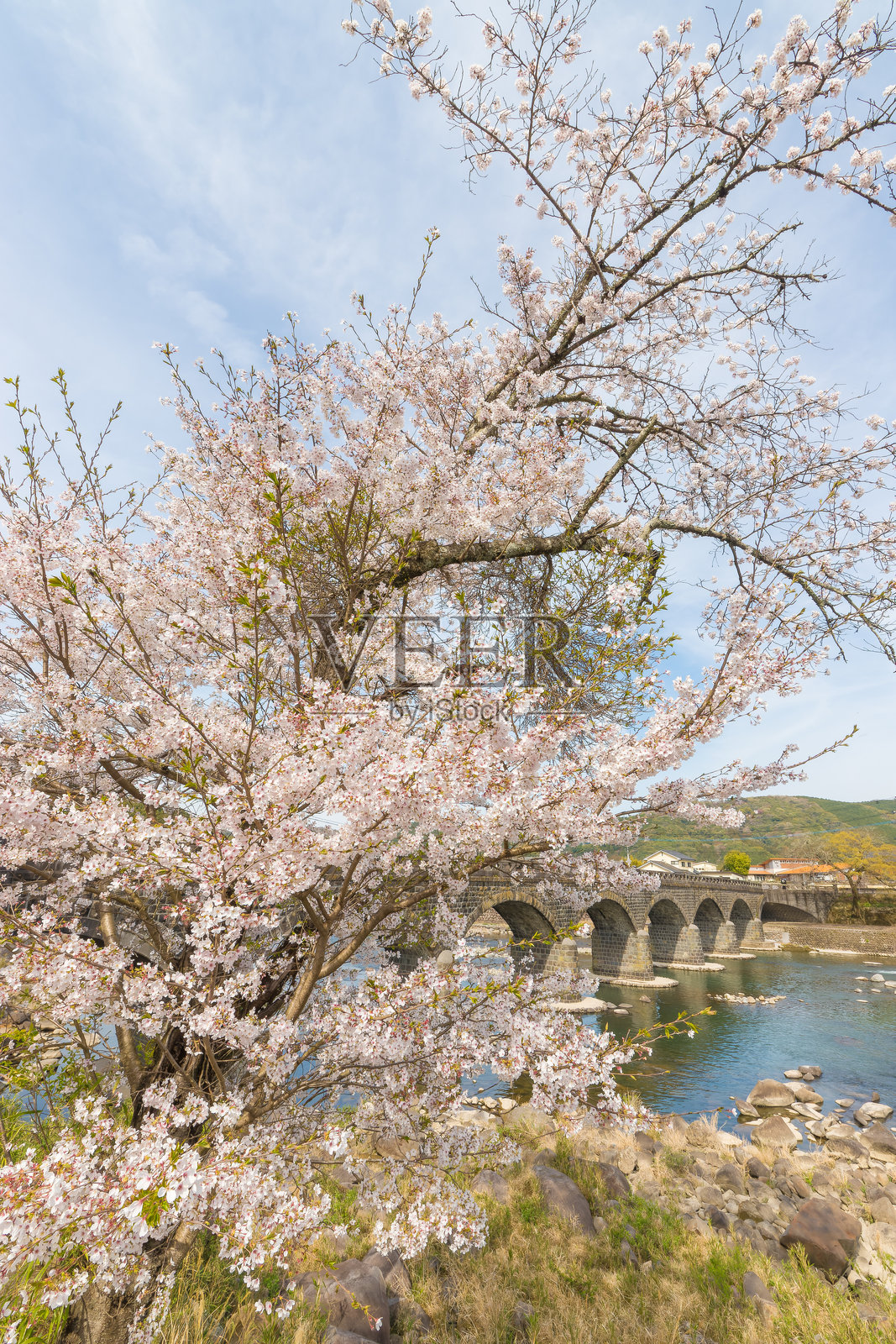 日本大分县中津市耶马溪的樱花与桥照片摄影图片