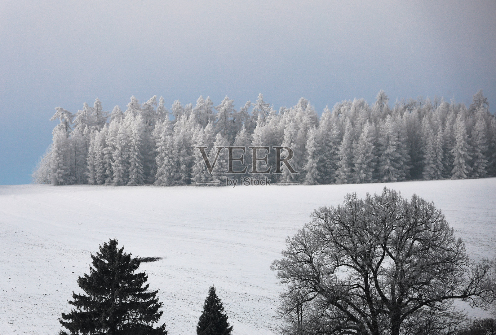 美丽的雪地,前景中高大的树木显得格外突出照片摄影图片