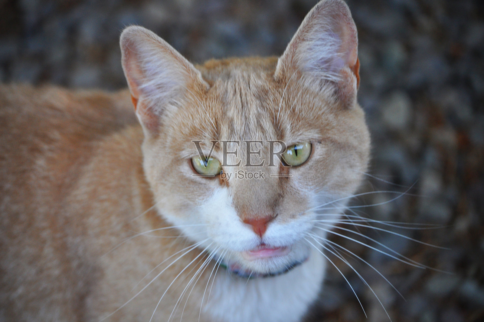 美丽的年轻黄色公猫照片摄影图片