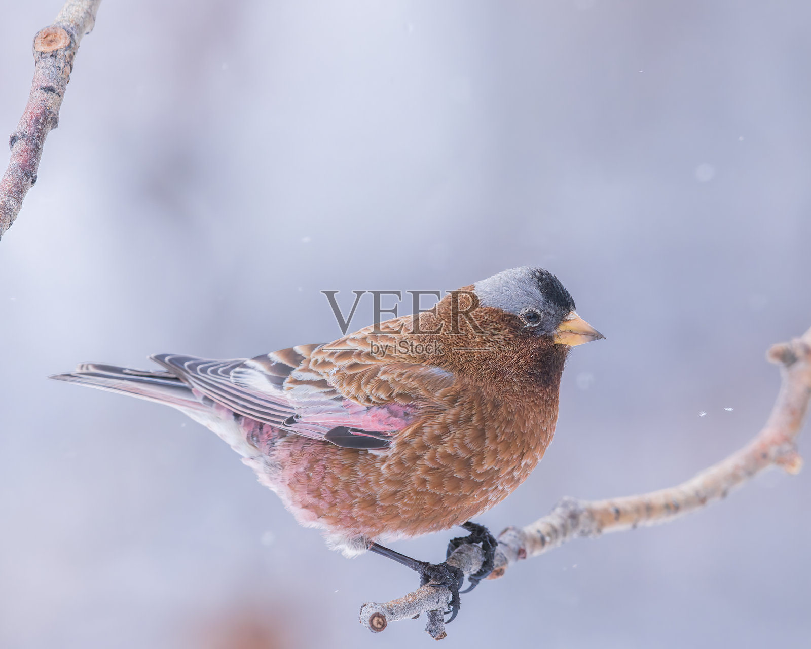 灰冠玫瑰雀 (Leucosticte tephrocotis)照片摄影图片