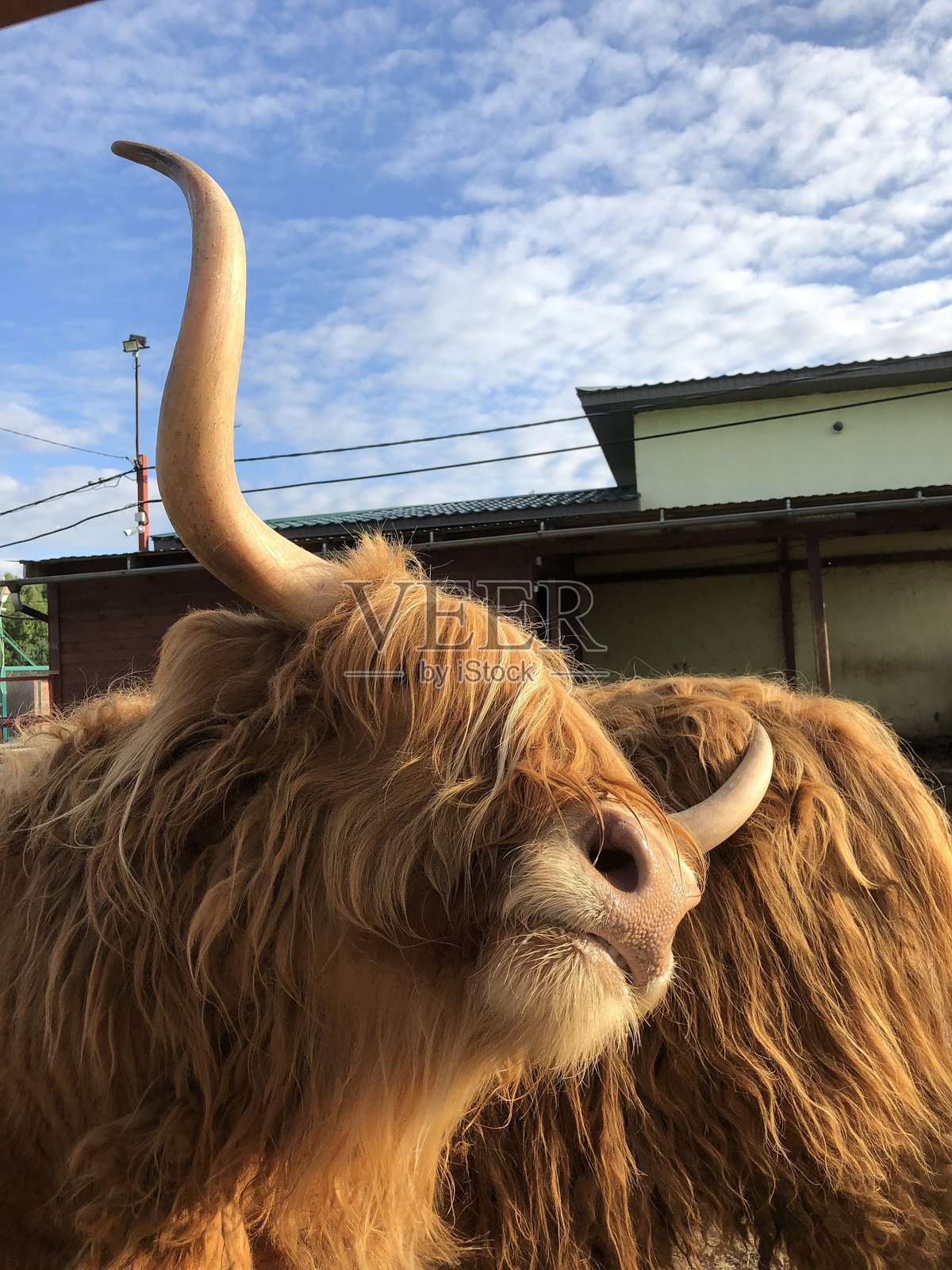 夏天田野里有一头角大毛色鲜艳的苏格兰公牛照片摄影图片