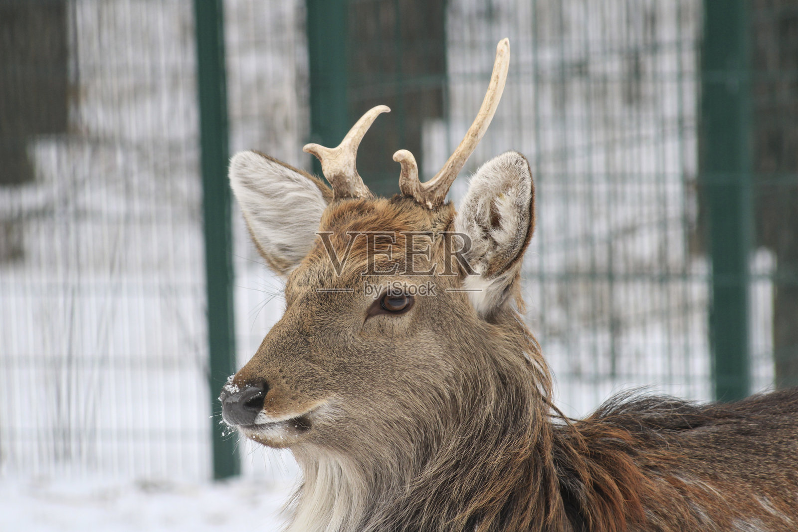 一只雄伟的公鹿,长着大角,站在公园内的雪地围栏中。照片摄影图片