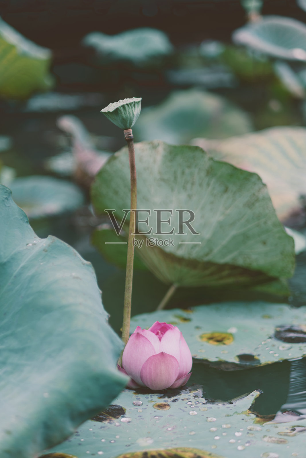 莲花照片摄影图片