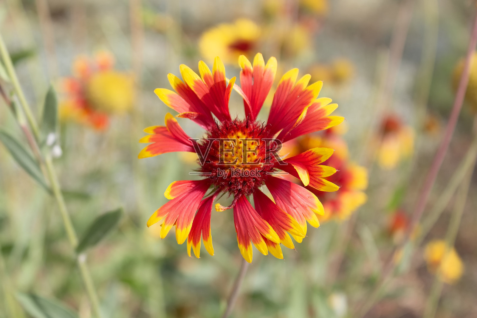 盛开的美洲菊特写照片摄影图片