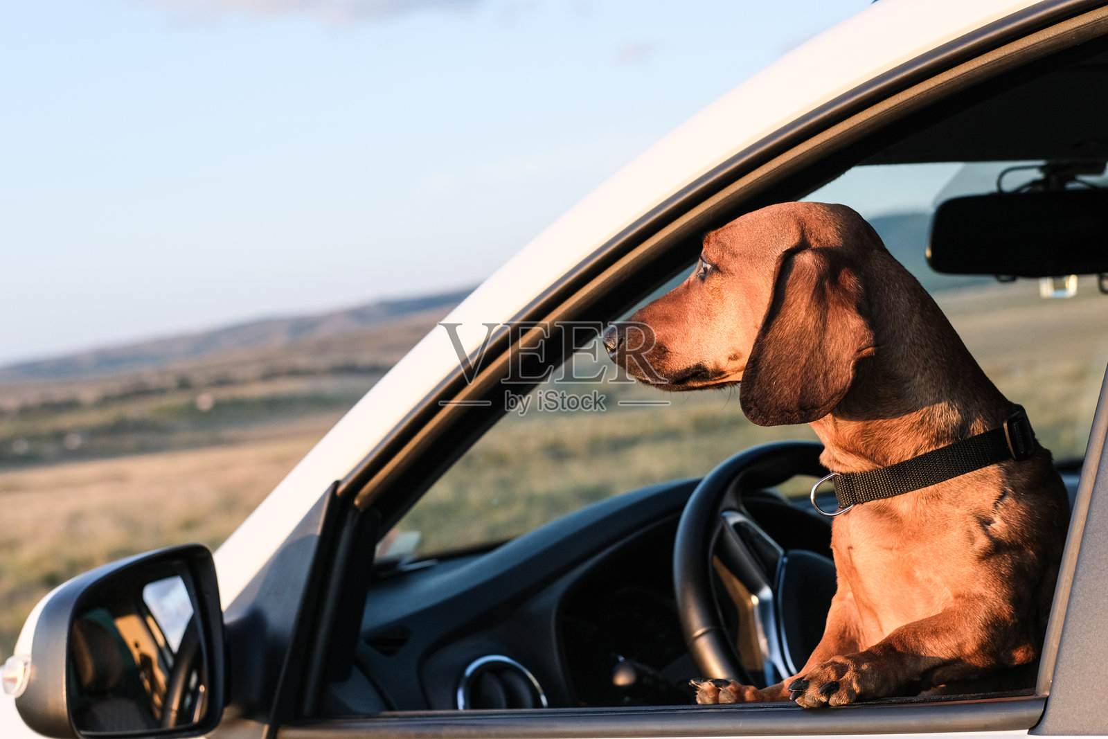 一只狗坐在车里,透过打开的窗户凝视着美丽的自然风光。微风吹拂着它的毛发,捕捉到在宁静的公路旅行中好奇、自由和快乐的瞬间。照片摄影图片